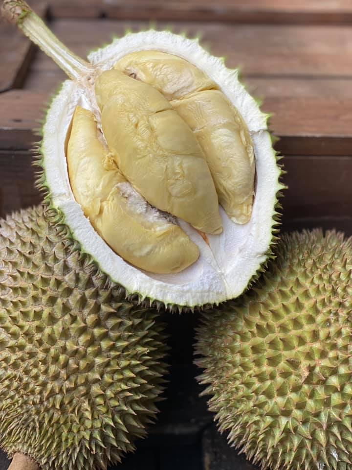 11 Susu
